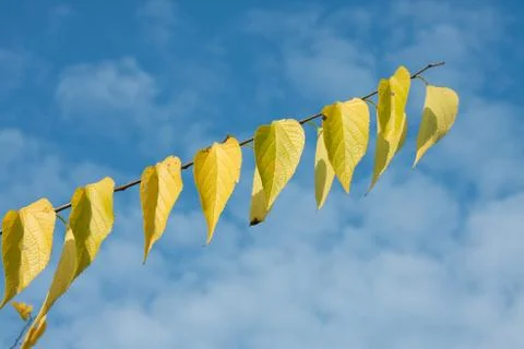Leaves Stock Photos