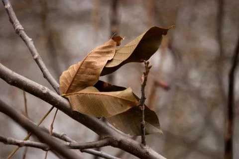 Leaves Stock Photos