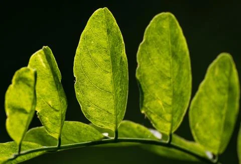 Leaves Fotos de archivo