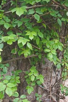 Leaves 스톡 사진