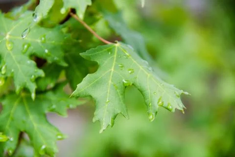 Leaves Stock Photos