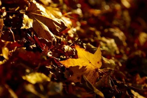 Leaves Stock Photos