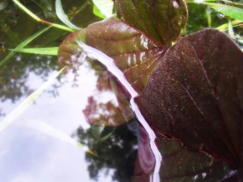 Leaves 스톡 사진