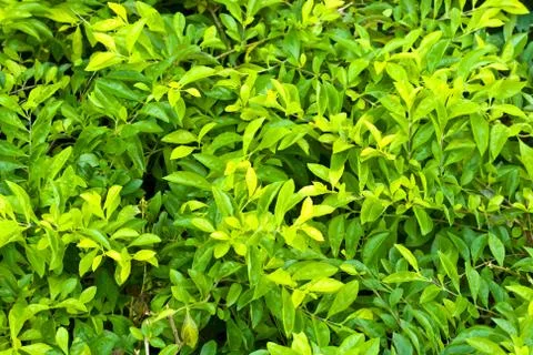 Leaves 스톡 사진