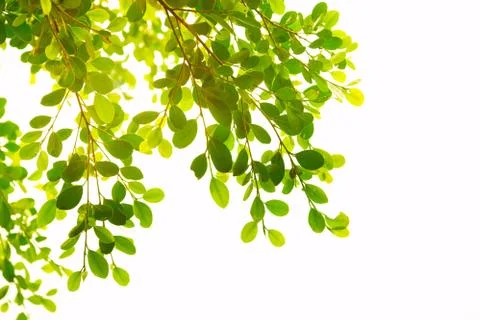 Leaves Stock Photos