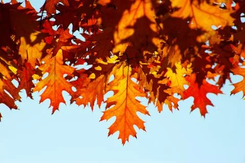 Leaves Stock Photos