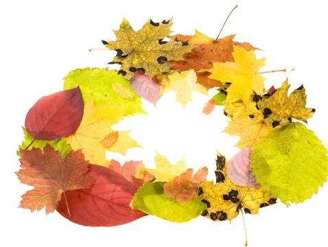 Leaves Stock Photos