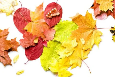 Leaves Stock Photos