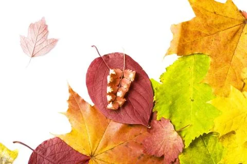Leaves Stock Photos