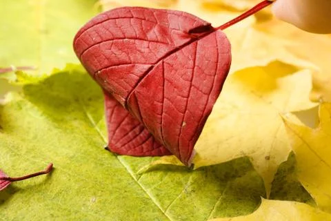 Leaves Stock Photos
