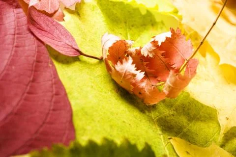 Leaves Stock Photos