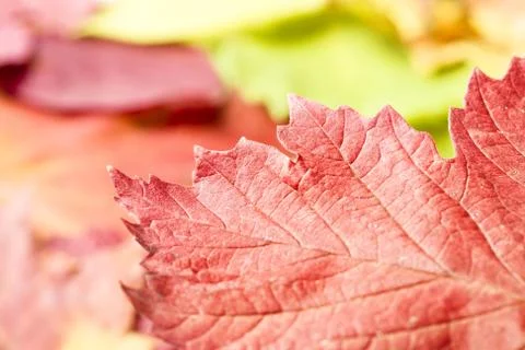 Leaves Stock Photos