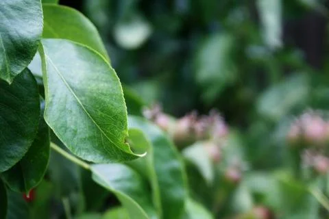 Leaves Stock Photos