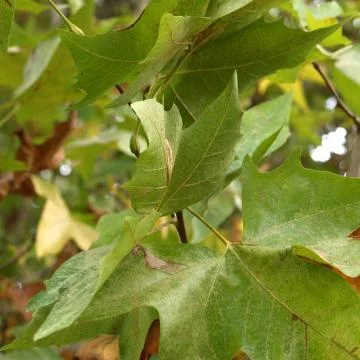 Leaves Stock Photos