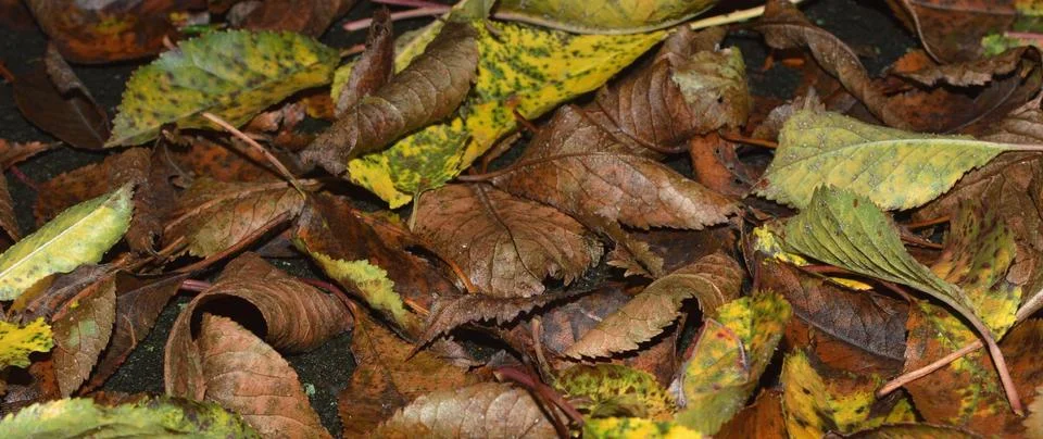 Leaves Foto stock