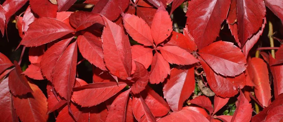 Leaves Stock Photos