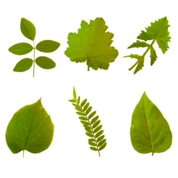 Leaves Stock Photos