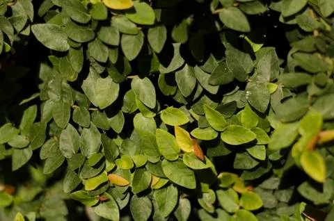 Leaves Stock Photos