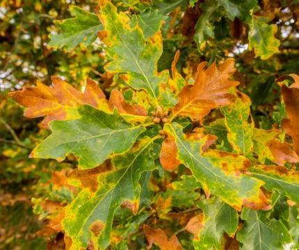 Leaves Stock Photos