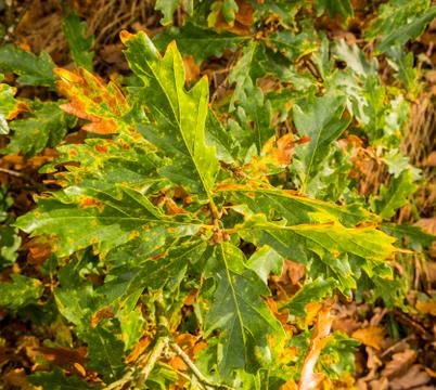 Leaves Stock Photos