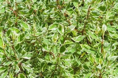 Leaves. Stock Photos