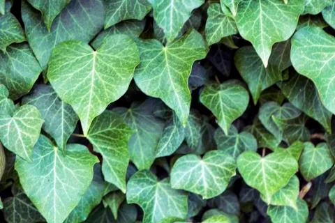 Leaves 写真素材