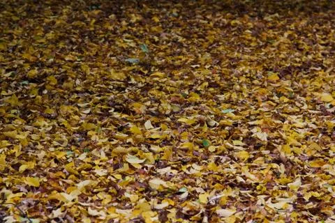 Leaves Stock Photos