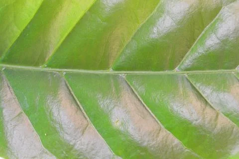 Leaves Stock Photos