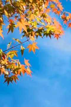Leaves Foto stock