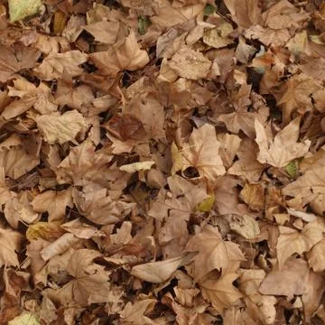 Leaves Stock-Fotos