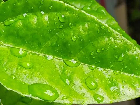 Leaves Stock Photos