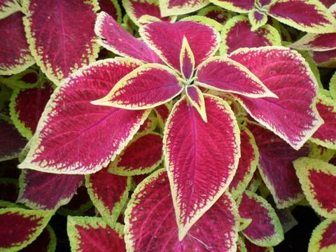 Leaves Stock Photos