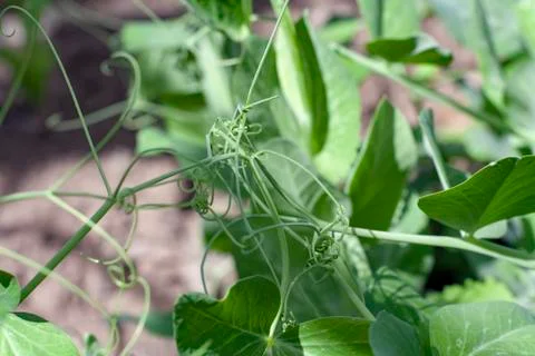 The leaves Stock Photos