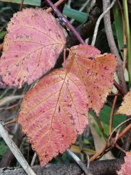 Leaves Stock Photos