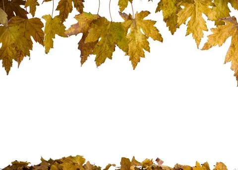 Leaves Stock Photos
