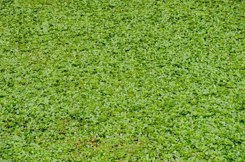 Leaves. Stock Photos