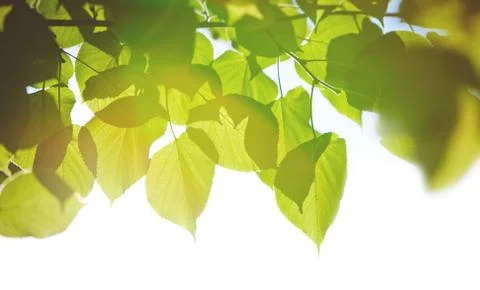 Leaves 스톡 사진