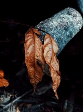 Leaves Stock Photos