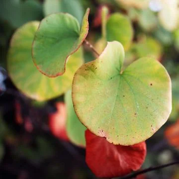 Leaves Stock Photos
