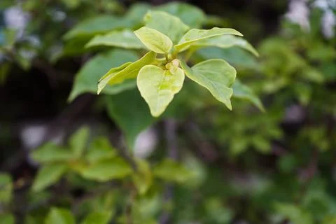 Leaves Stock Photos