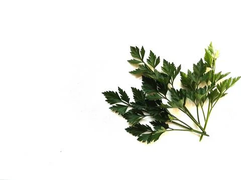 Leaves 스톡 사진