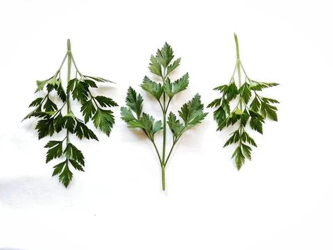 Leaves 스톡 사진