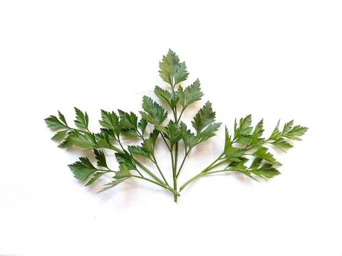 Leaves 스톡 사진