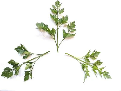 Leaves 스톡 사진