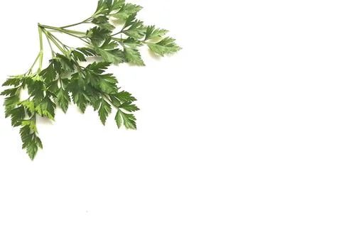 Leaves 스톡 사진