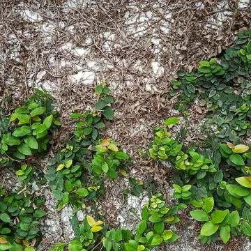 The leaves Stock Photos