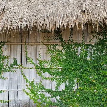 The leaves Stock Photos