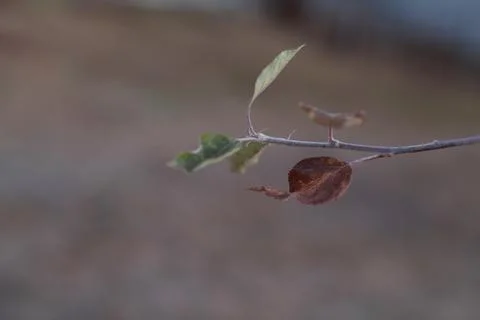 Leaves Foto stock