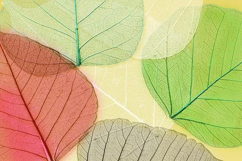Leaves Stock Photos