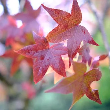 Leaves Stock-Fotos